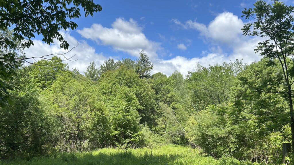 DCLT Initiates Business Fundraising Campaign for Conservation Land Purchase