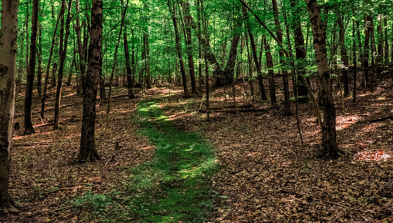 Wieloch Woods