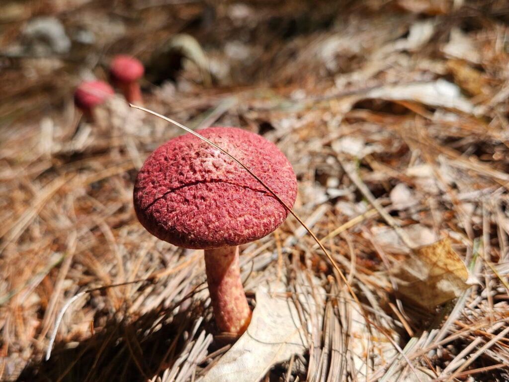 DCLT Mushroom Foraging Event a Resounding Success!